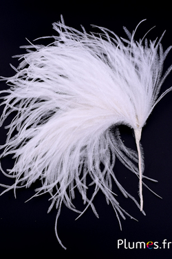 Plumet autruche - largeur 10-12 cm, hauteur 25 cm - blanc